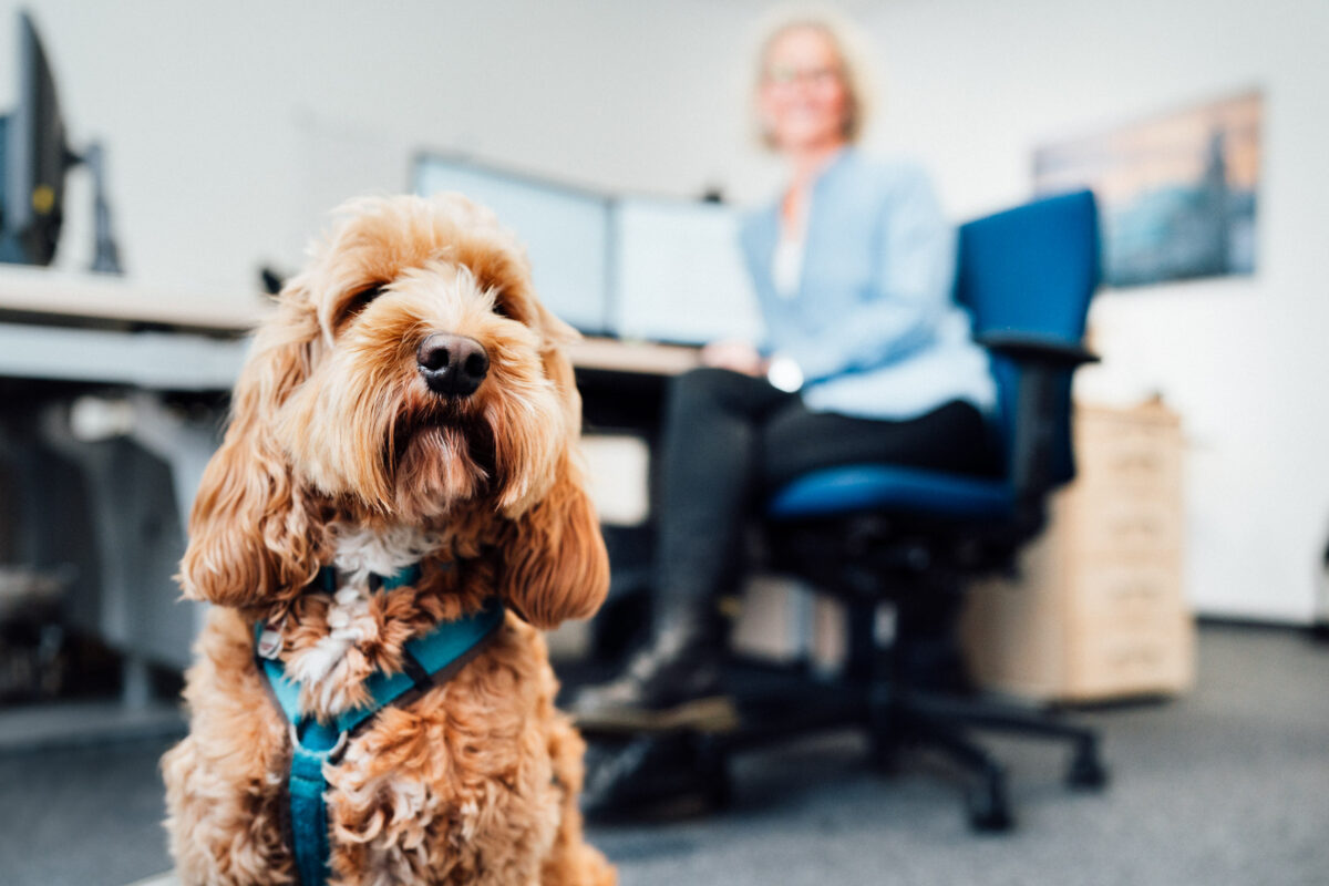 Hund mit türkisem Geschirr sitzt im Büro, im Hintergrund eine Mitarbeiterin am Schreibtisch